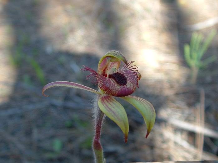 Caladenia - orchidaceae_dancing_spider2.jpg